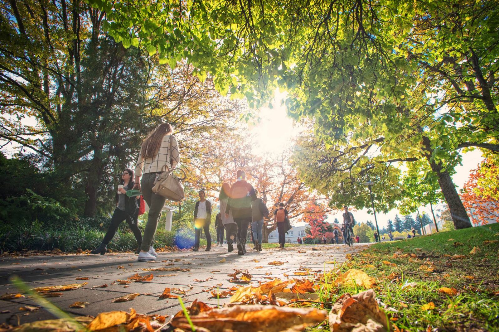 Đại học British Columbia ( nguồn sưu tập )