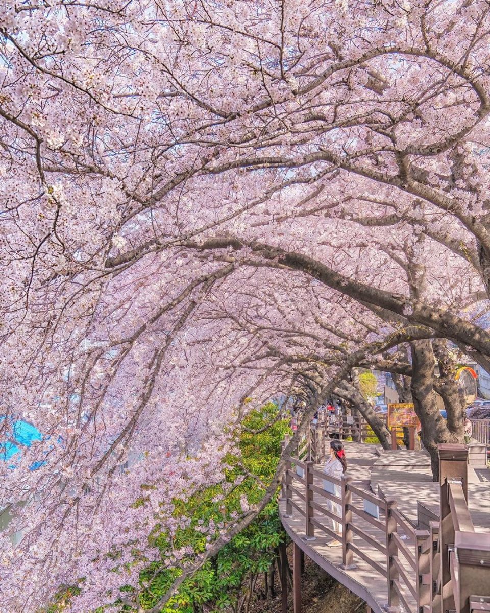 Lễ hội Hoa anh đào Busan